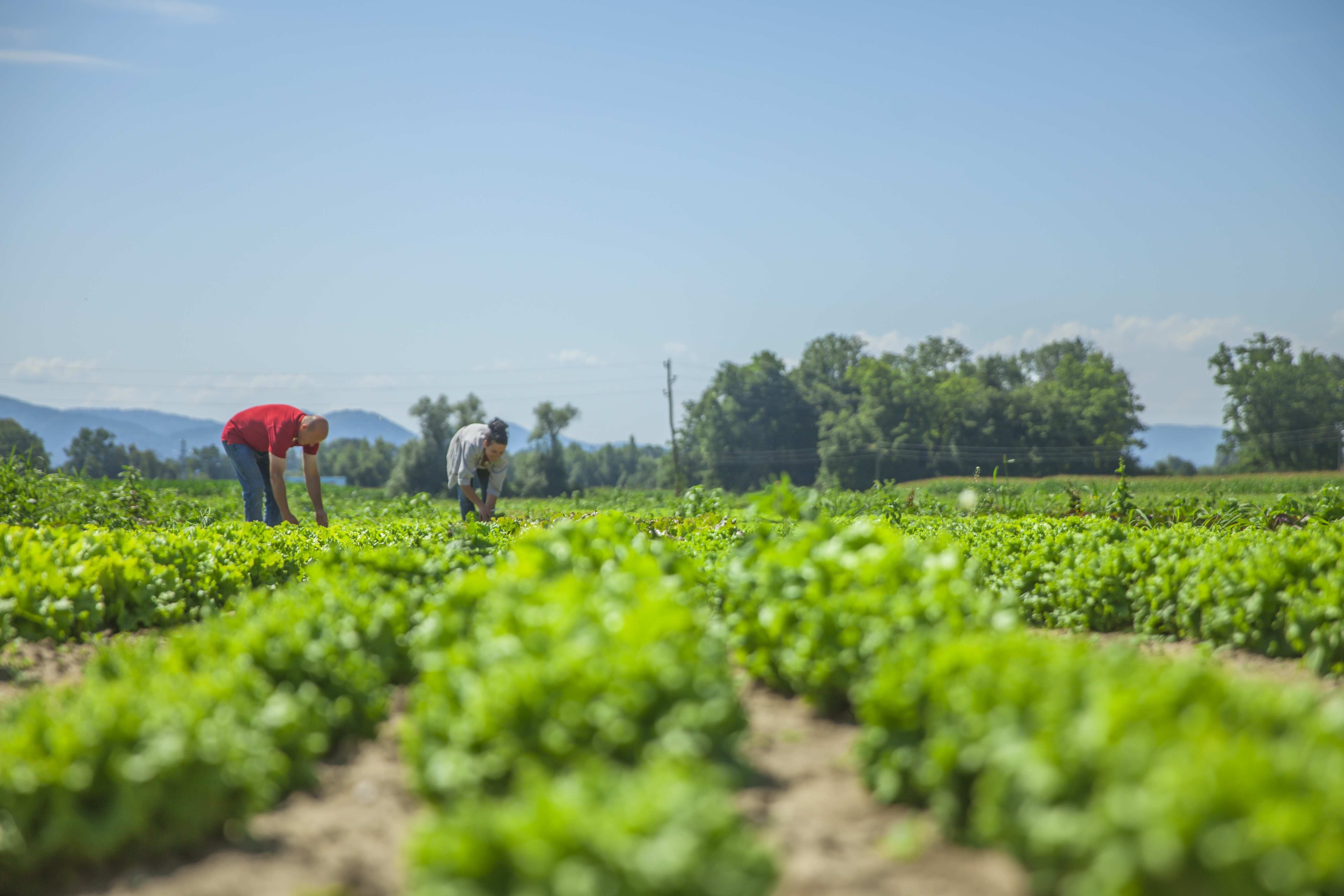 Agricultural Production